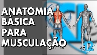 Anatomia básica para musculação  Super 12  Dia 21 [upl. by Alyat]