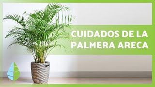 Cómo CUIDAR una PALMERA ARECA🌴💧 – ¡Riego abono reproducción y más [upl. by Torto919]