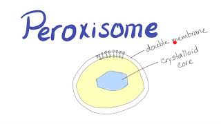 Peroxisome  What’s the function [upl. by Alyal]