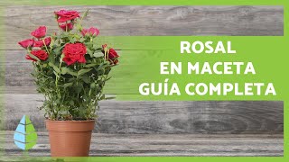 CUIDADOS de los ROSALES en MACETA 🌹 ¡Poda abono sustrato riego y más [upl. by Palm]