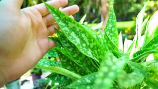 Lungwort Pulmonaria Growing and Heat Tips [upl. by Aidas]