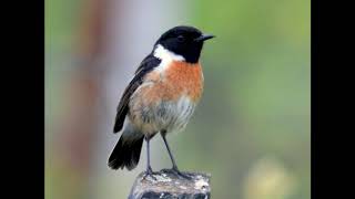 Stonechat call [upl. by Loats]