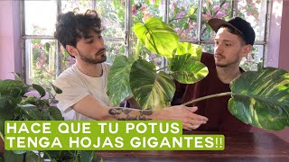 Tips y Cuidados del Potus Poto o Pothos🍃 ¡Epipremnum Aureum con Hojas Grandes [upl. by Idnar]