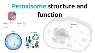 Peroxisomes Structure and function [upl. by Ahsii]