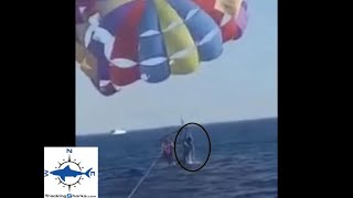 First known shark attack while parasailing [upl. by Okia930]