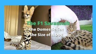 F1 Savannah Cats  Half Serval Cat amp Half Domestic Exotic Cats 2021 [upl. by Bunch274]