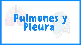 ANATOMÍA  Pulmones y Pleura  Blasto Med [upl. by Aivitnahs]