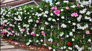 Wall of Mandevilla Vine [upl. by Fife]