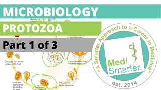 Protozoa  Microbiology  USMLE STEP 1  Part 1 of 3 [upl. by Brennan899]