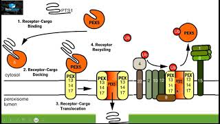 Protein Transport in Peroxisome [upl. by Fleeta]