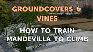 How to Train Mandevilla to Climb [upl. by Jocelyne877]