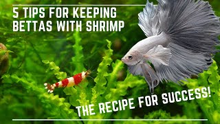 5 Tips to Keep Bettas with Shrimp Successfully [upl. by Bathsheb]