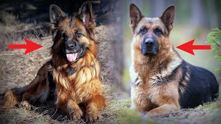 Short Haired German Shepherd vs Long Haired 5 Differences You Need To Know [upl. by Ihsoyim]