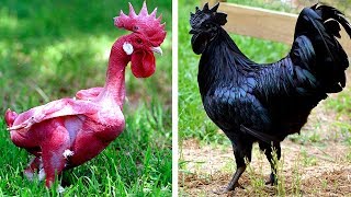 7 Races De Poules Exotiques Que Vous Ne Croirez Pas Existent [upl. by Aileve]