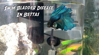 How to Heal Swim Bladder Disease in Bettas [upl. by Zetroc739]