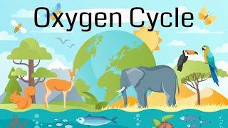 The Oxygen Cycle Explained [upl. by Kinnard]