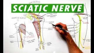 L45 Spondylolisthesis with Stenosis [upl. by Aicac]