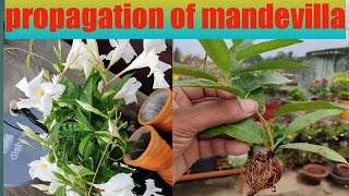 How To Propagate Mandevilla Plant [upl. by Anital]