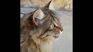 Cats Chirping and Chattering  CAT COMPILATION [upl. by Oderfla]