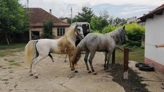 HORSE MATING HORSE IN HEAT MATING [upl. by Etiuqal]