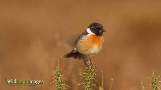 Stonechat [upl. by Sinclare]