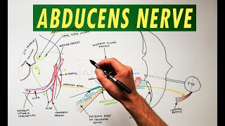 Abducens Nerve  Anatomy Tutorial [upl. by Bac]