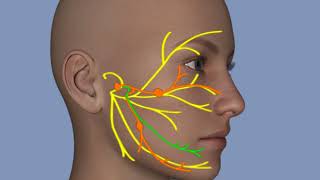 Understanding Facial Palsy [upl. by Noside]