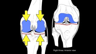 Knee joint structure and actions [upl. by Olin443]