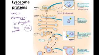 Endosomes to Lysosomes lecture [upl. by Lacagnia]