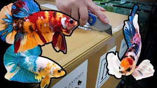 HUGE Betta fish UNBOXING Over 500 bettas [upl. by Cottrell]