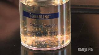 How to Care for Daphnia [upl. by Lazar48]