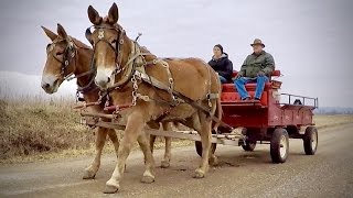 Driving Mules With Farmer Bob [upl. by Lertnom]