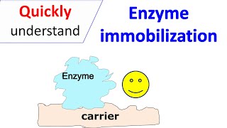 Enzyme immobilization [upl. by Couq]