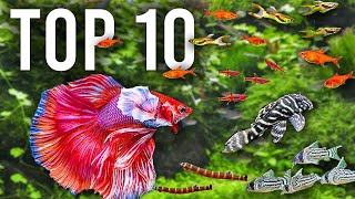 The BEST Mates for Betta Fish in Community Tanks [upl. by Cleave]