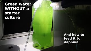 Green Water WITHOUT a Starter Culture  From Scratch  How To [upl. by Thevenot]