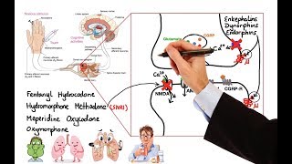 Pharmacology  OPIOIDS MADE EASY [upl. by Letsyrc500]