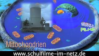 Die Zelle  Schulfilm Biologie [upl. by Josepha728]