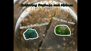 How To Culture Daphnia and Moinas using Green Water Spirulina powder [upl. by Llenehc]