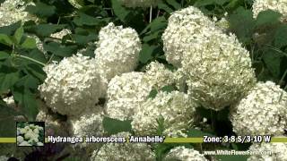 Hydrangea arborescens Annabelle [upl. by Alburga]