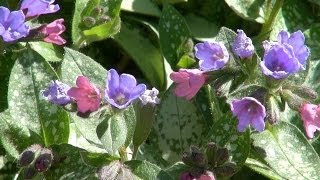 Mrs Moon Pulmonaria  Pulmonaria saccharata Mrs Moon [upl. by Odnanref616]