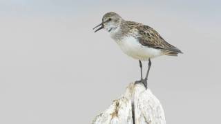 Voices Semipalmated Sandpiper [upl. by Ladiv]