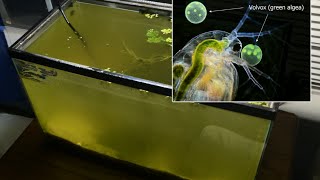 Raising Daphnia for the Freshwater Aquarium [upl. by Ngo736]