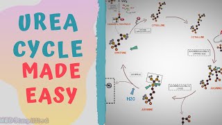 UREA CYCLE MADE EASY 2020  METABOLISMS MADE SIMPLE [upl. by Eurd]