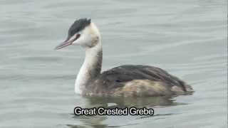 BTO Bird ID  Winter Grebes [upl. by Harriette]