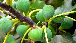 How to Fertilize Fig Trees the Right Way [upl. by Azalea]