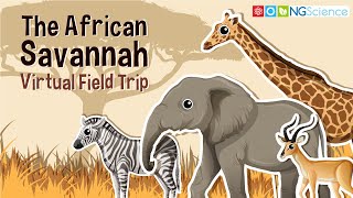 African Savannah – Virtual Field Trip [upl. by Chickie658]