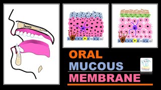 Oral mucous membranetypes amp histology [upl. by Allrud]