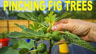 When Why And How To Pinching Fig Trees To Force Early Fruiting [upl. by Ybba824]