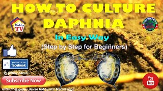 HOW TO CULTURE DAPHNIA In Easy Way [upl. by Helbonna]