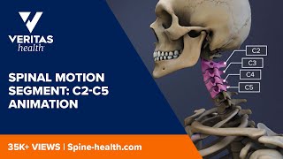 Spinal Motion Segment C5C6 [upl. by Neleh]